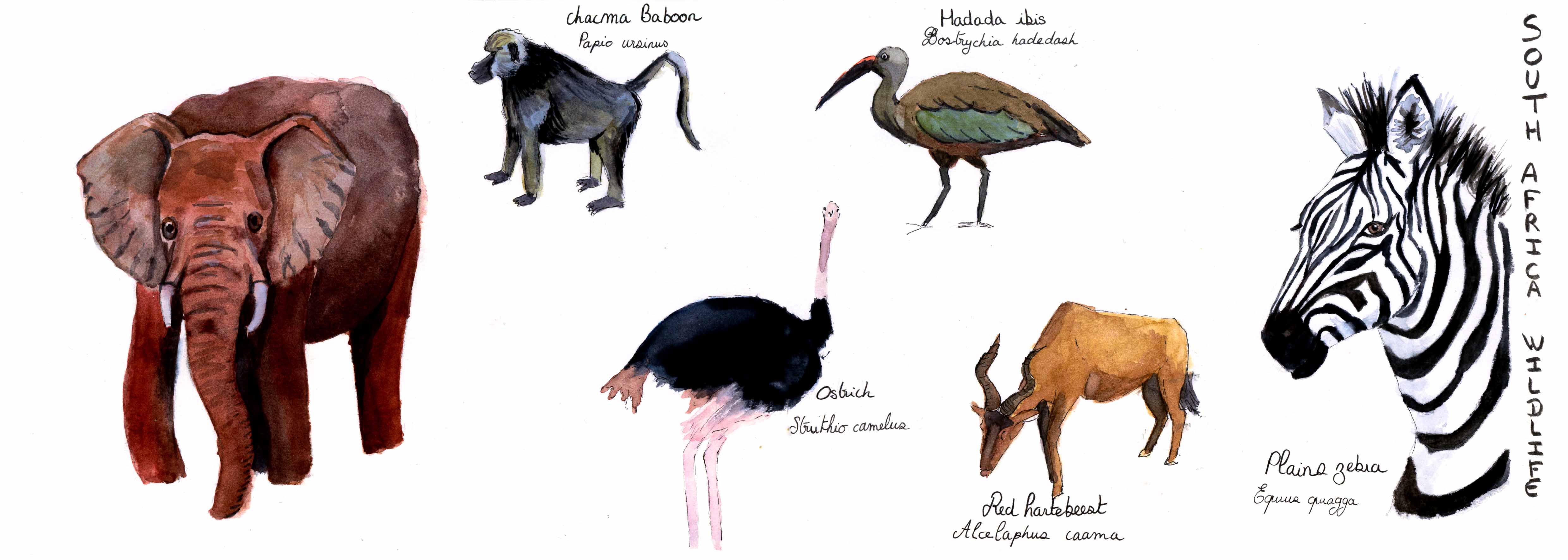 Aquarelles des animaux de la savane d'Afrique du Sud