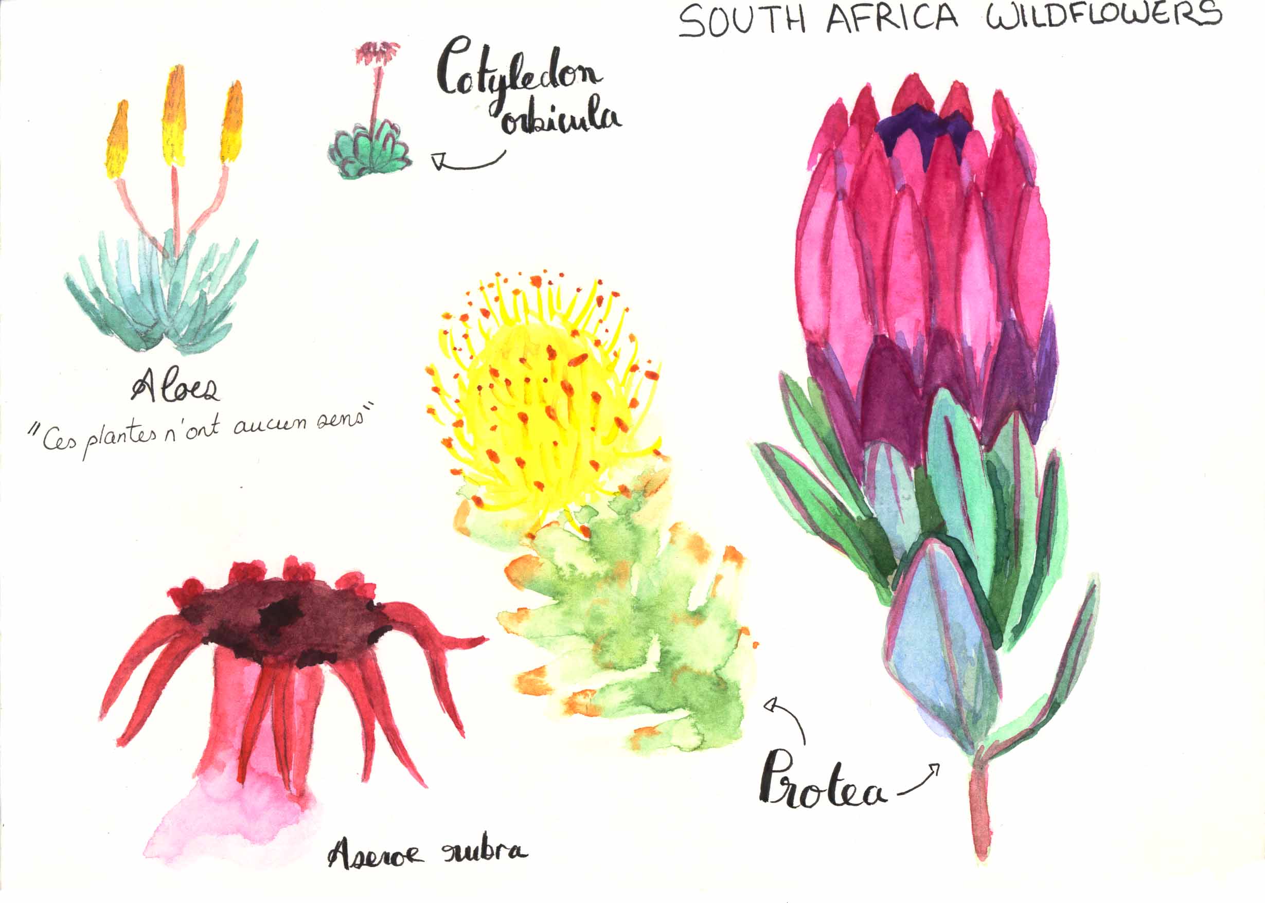 Fleurs sauvages d'Afrique du Sud à l'aquarelle