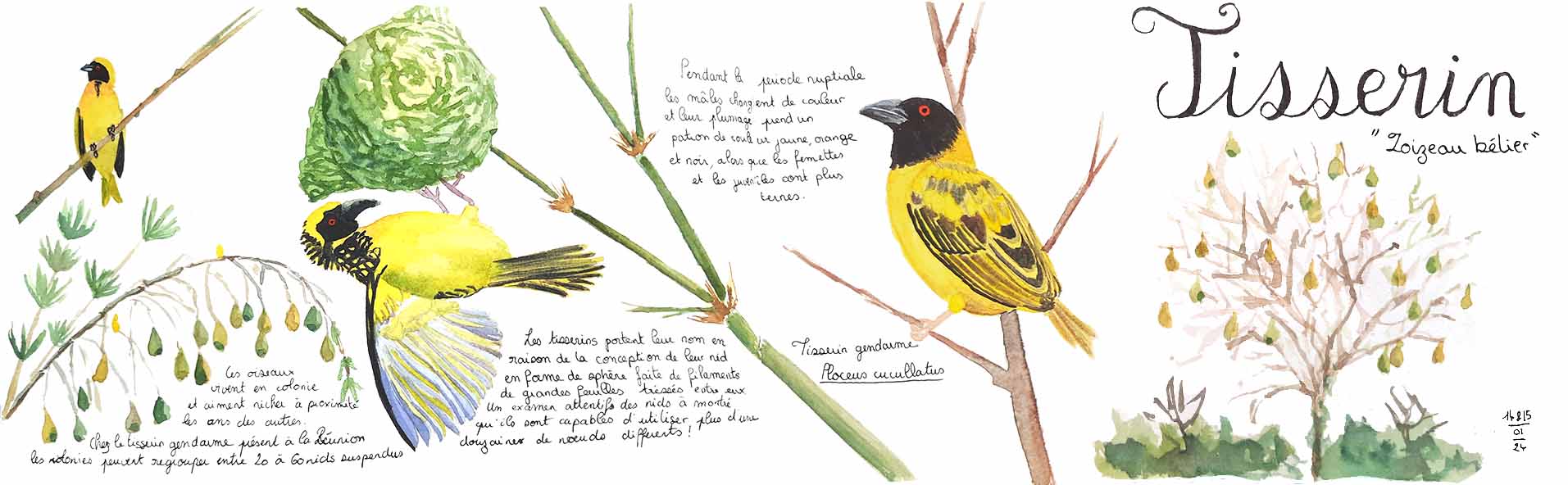 Illustration naturalistes des oiseaux Tisserins qui tissent leur nid à l'île de La Réunion