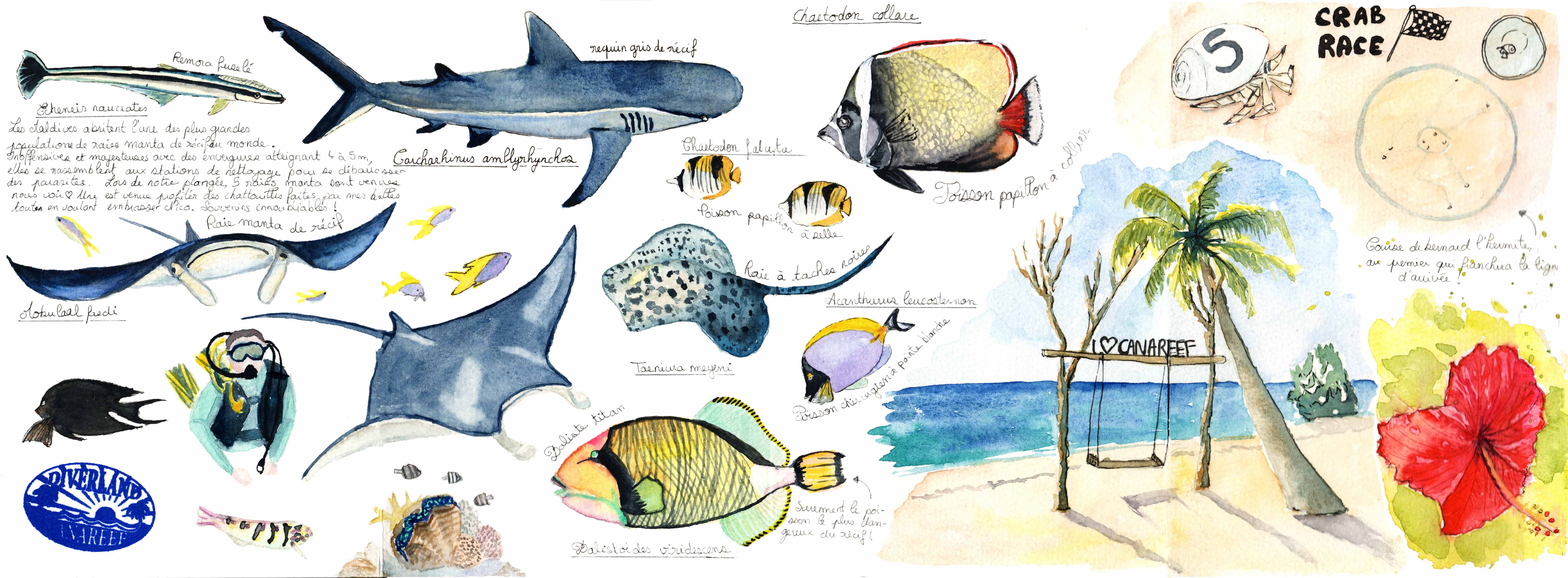 Watercolors of Sultan Qaboos Grand Mosque Mosque, Oman