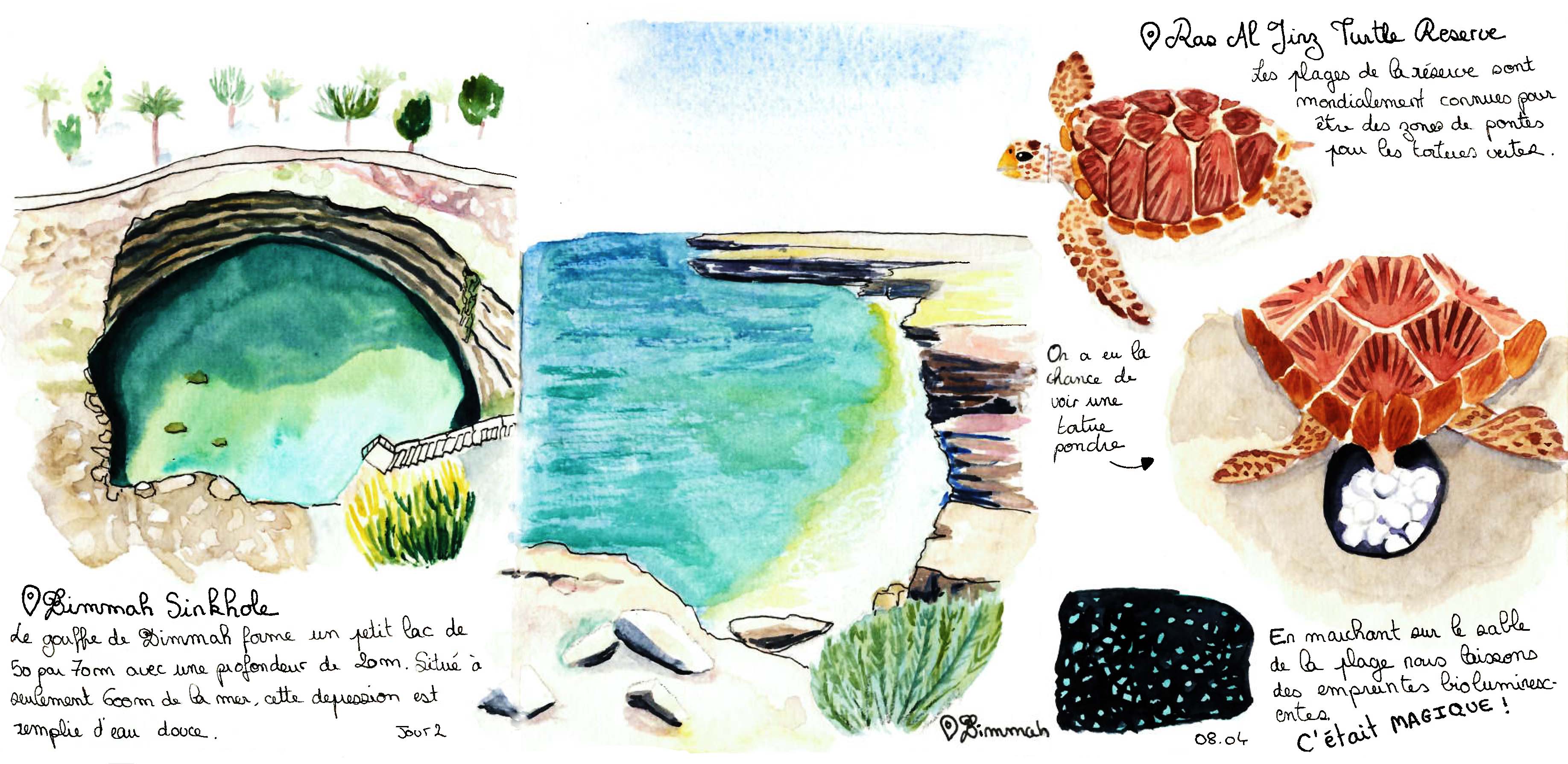 Watercolors of green turtles