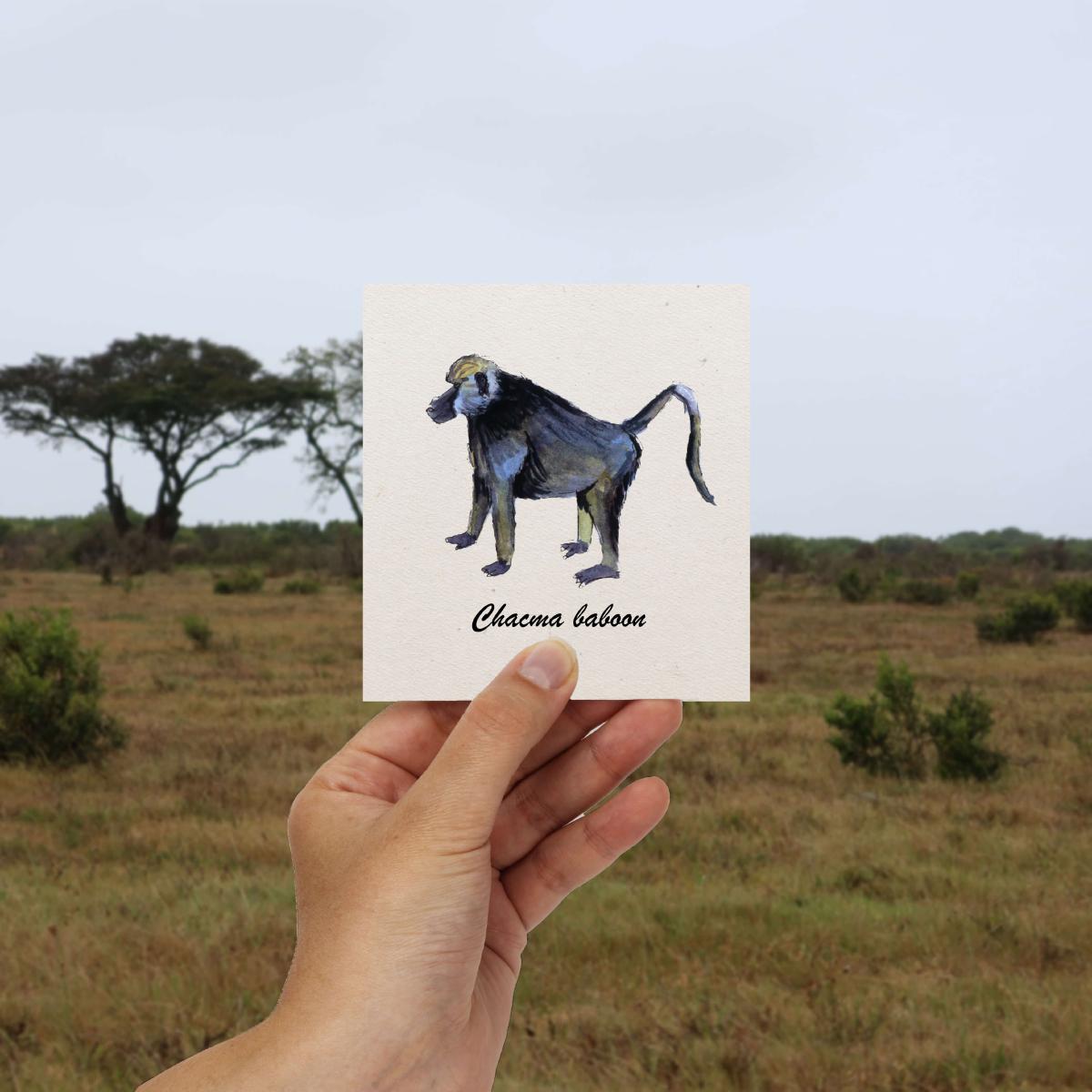 Le babouin chacma