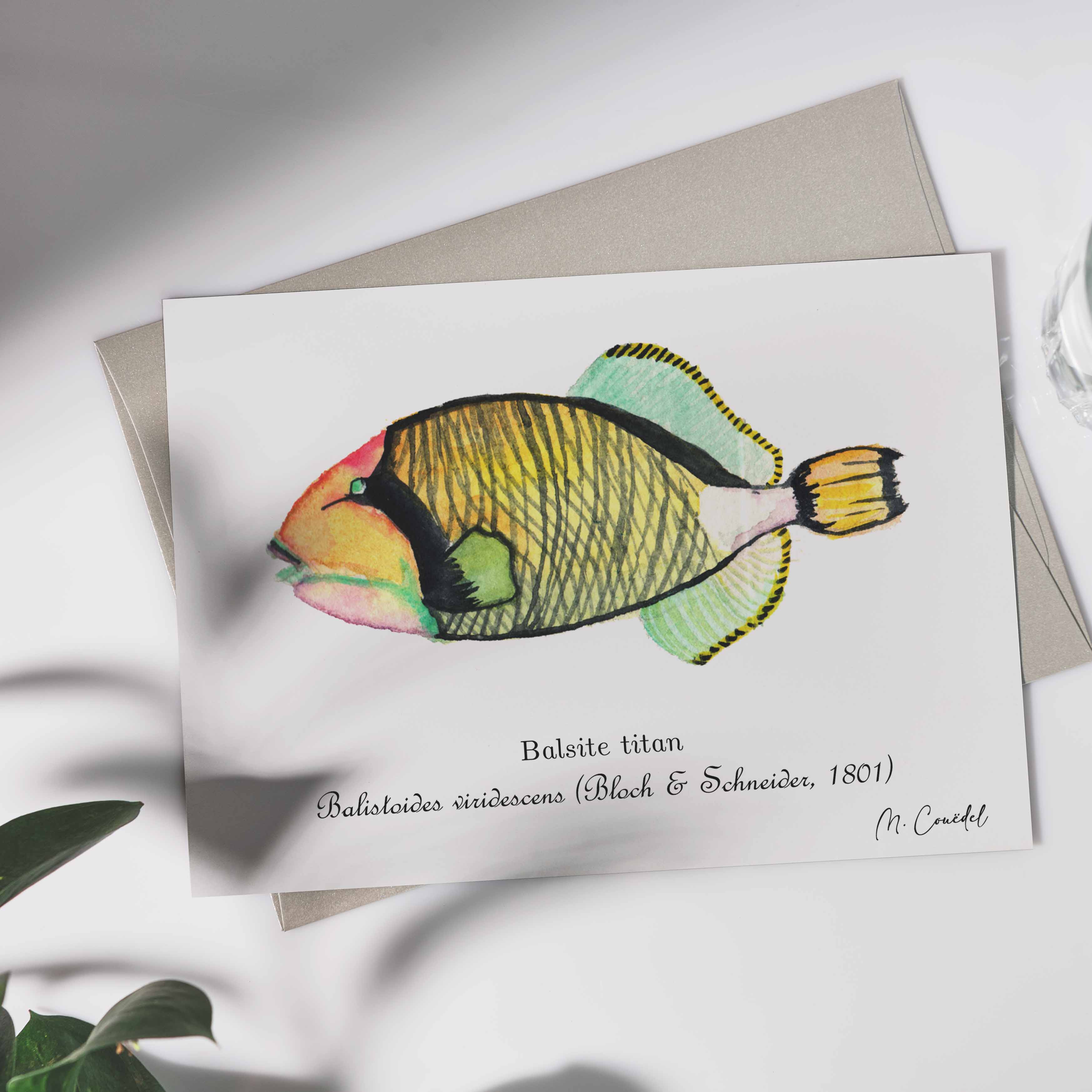 Aquarelle du Baliste titan (Balistoides viridescens)