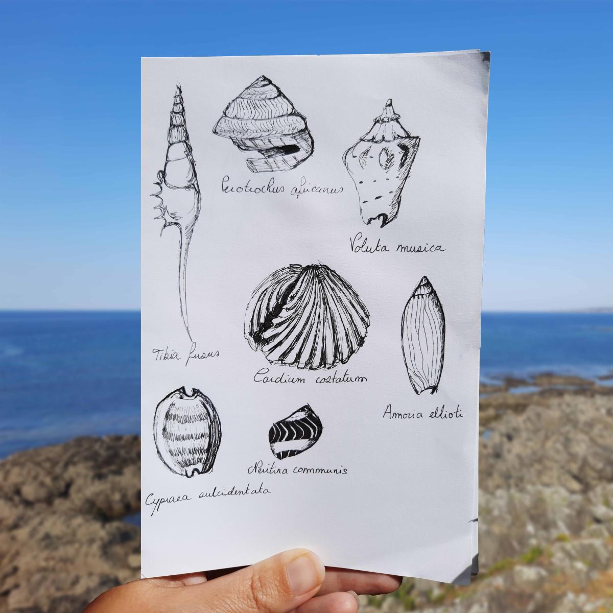Croquis rapide de coquillages