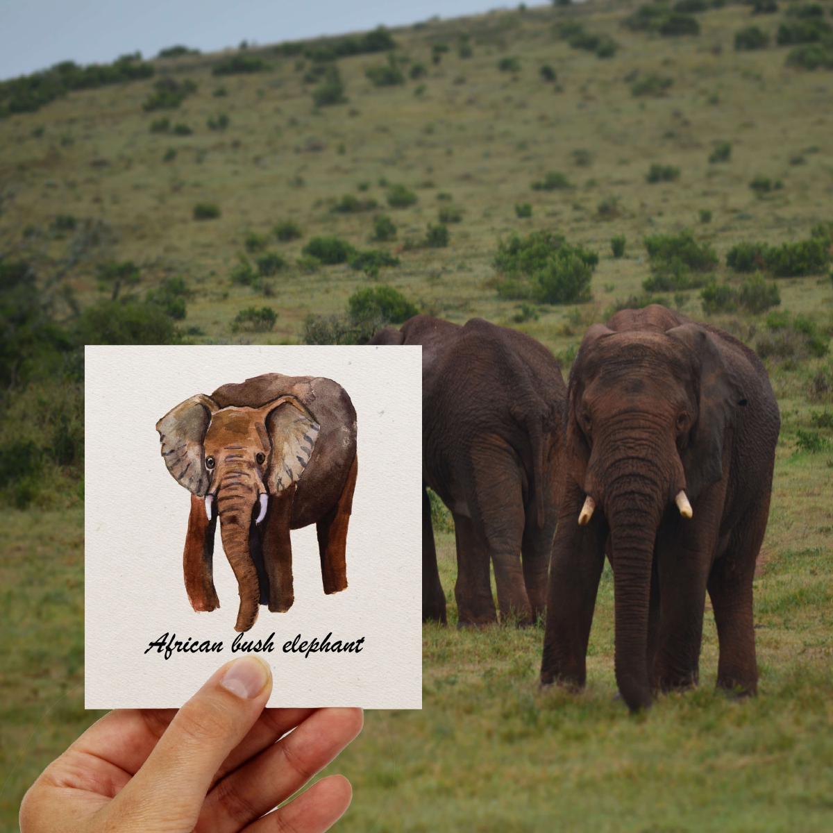 L'Éléphant de savane d'Afrique