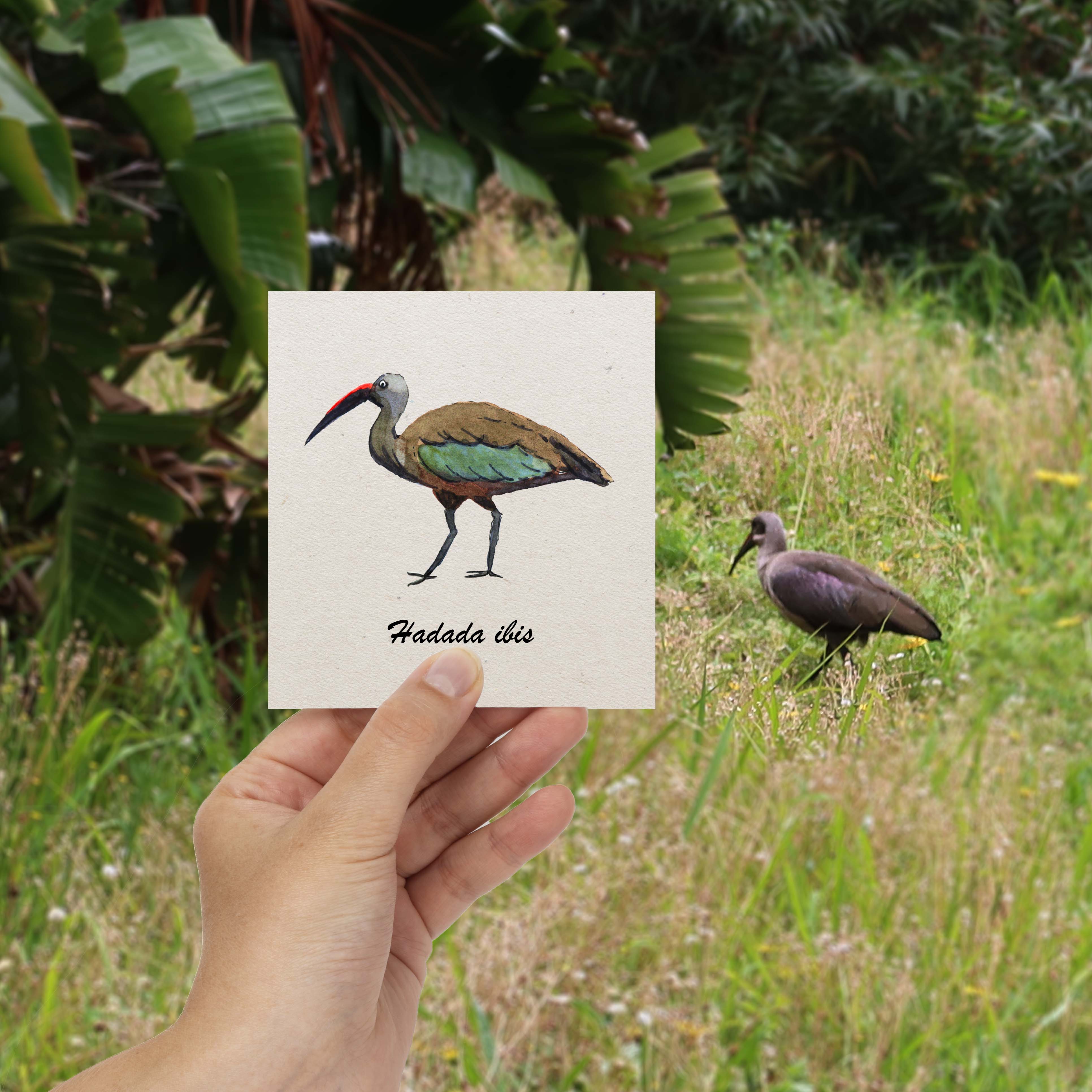 [Ibis à l'aquarelle]