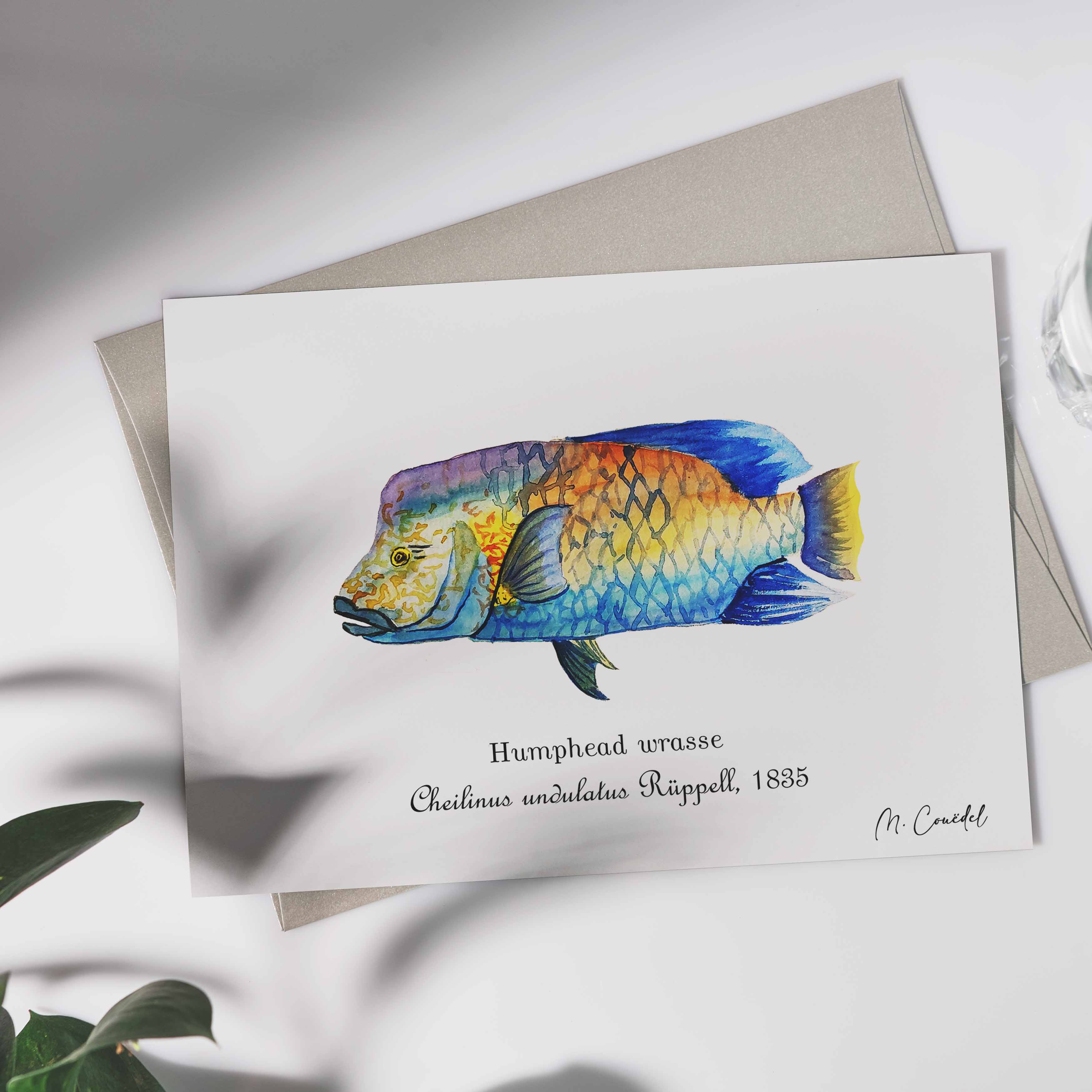 [Poisson Napoléon à l'aquarelle]