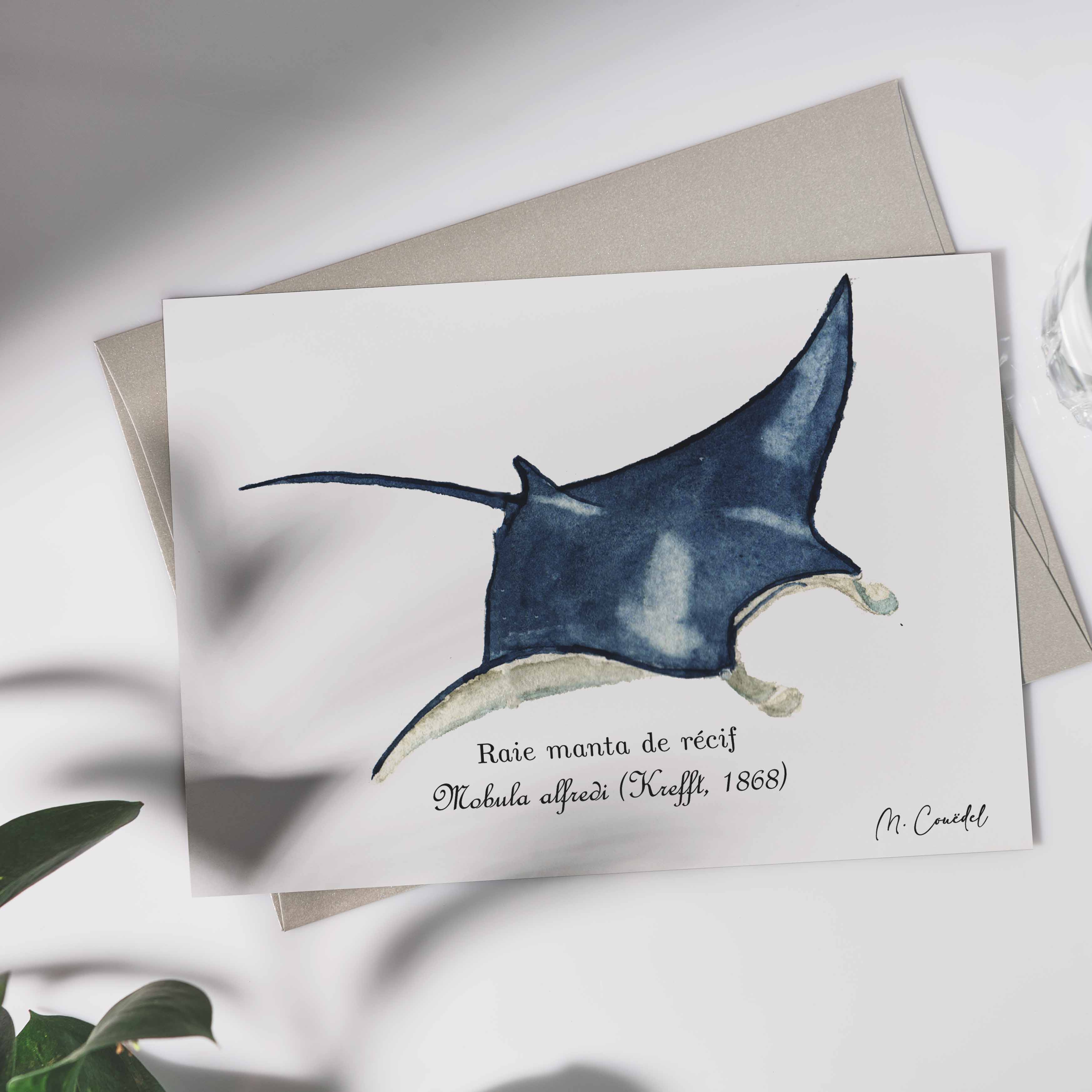 Aquarelle de Raie manta de récifs (Mobula alfredi)