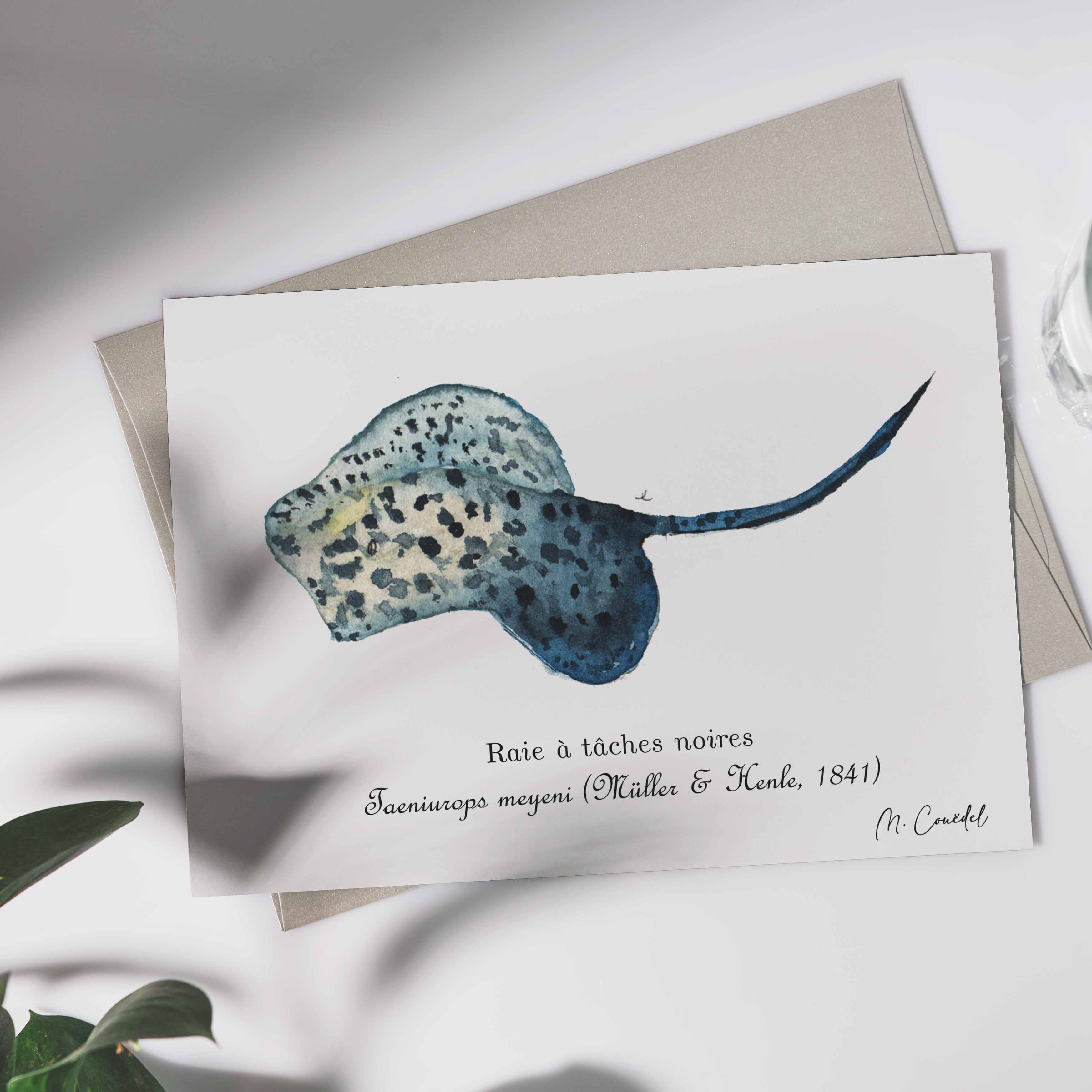 Aquarelle de Raie à taches noires (Taeniura meyeni)