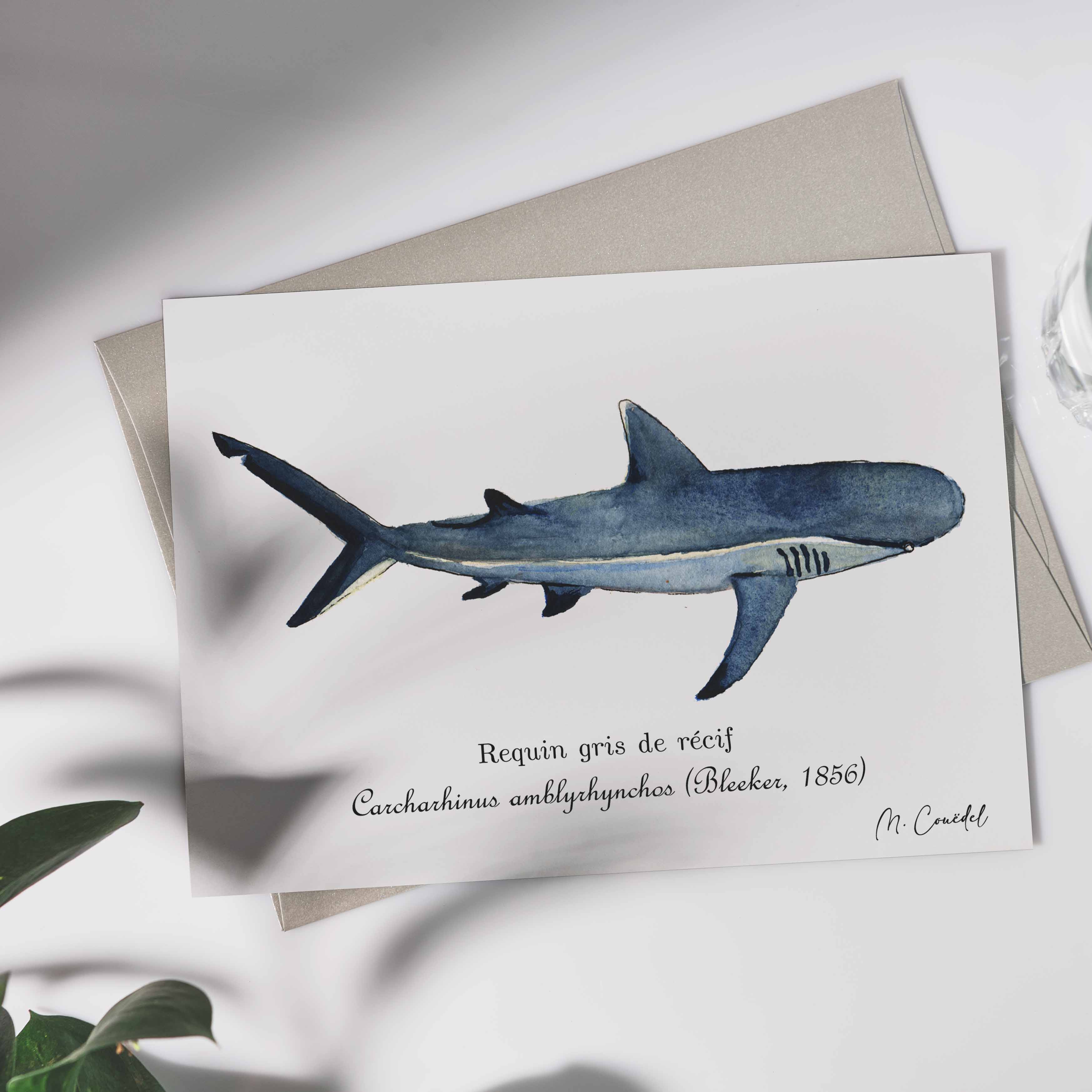 Aquarelle de Requin gris de récifs (Carcharhinus amblyrhynchos)