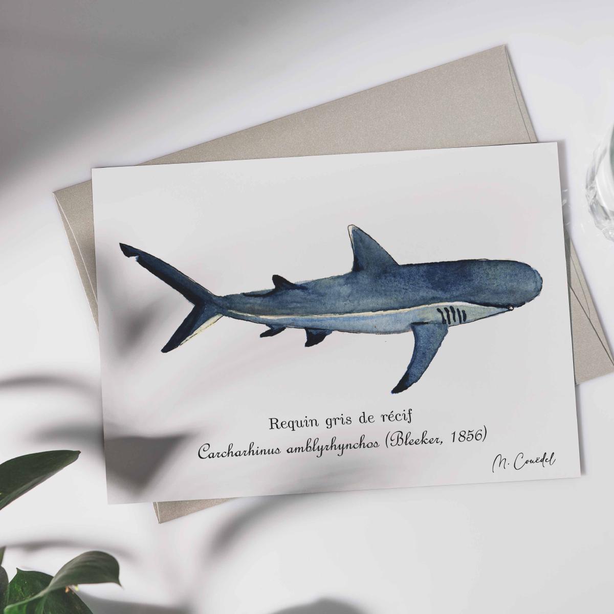 Requin gris de récifs