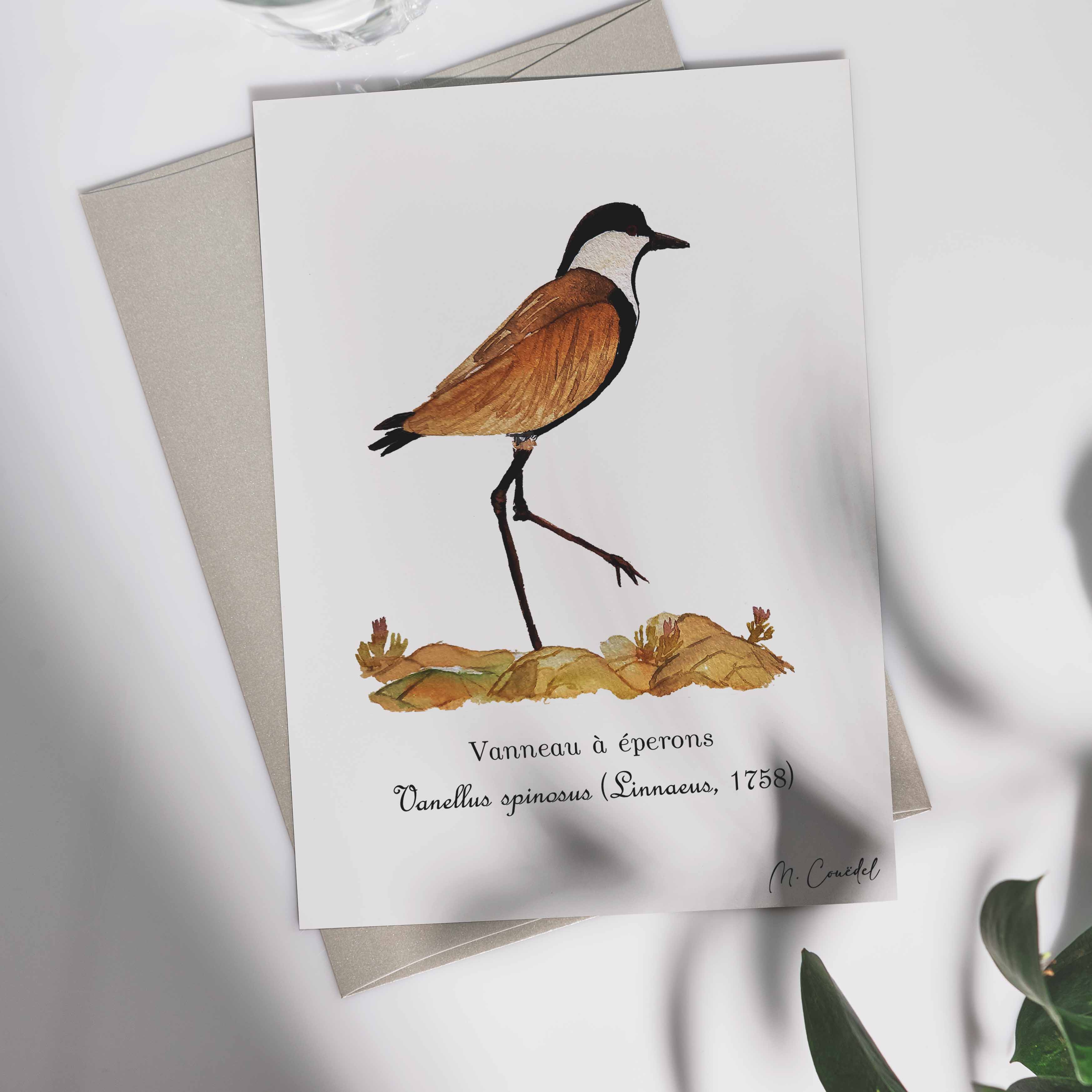 Aquarelle de Vanneau à éperon (Vanellus spinosus)