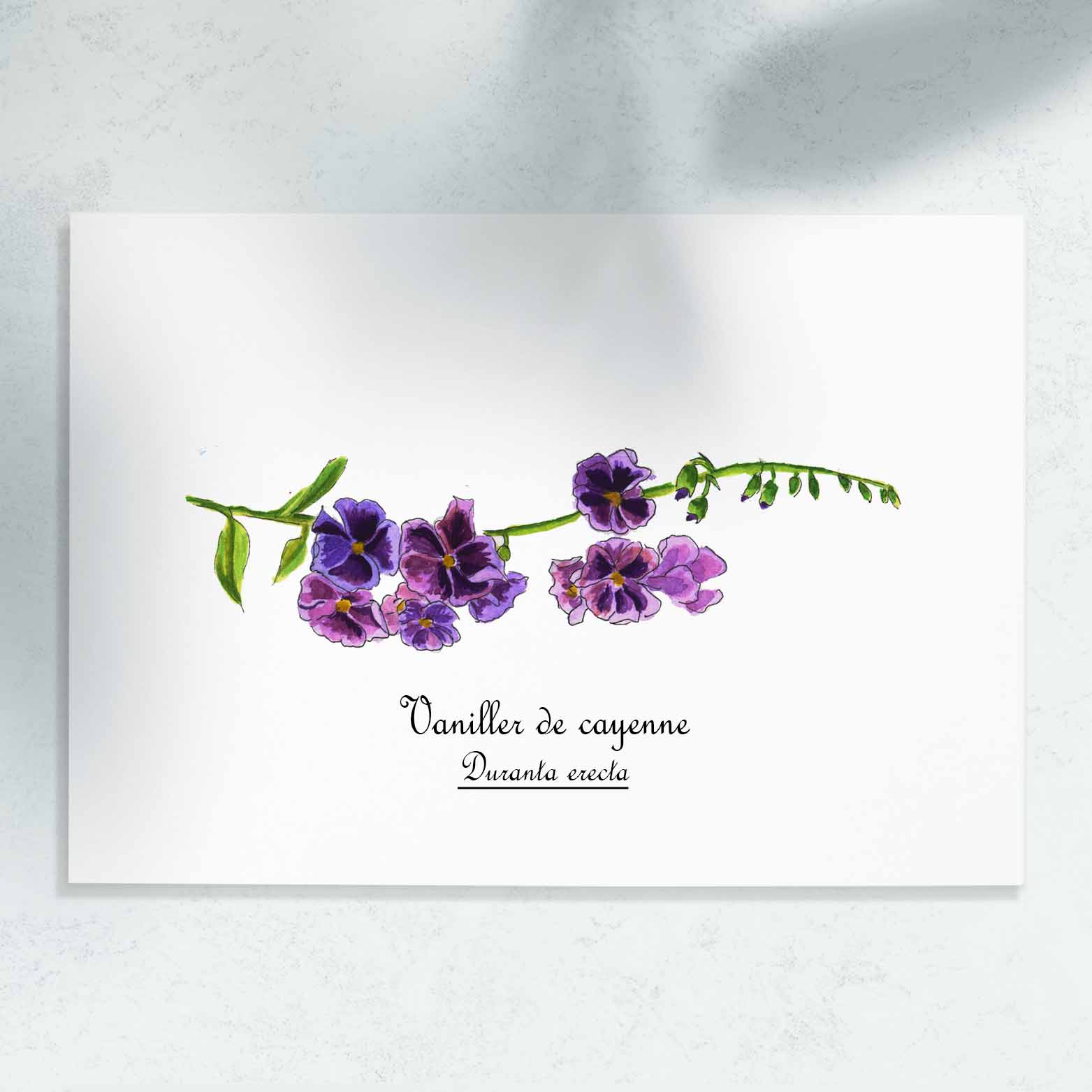 [Duranta-erecta à l'aquarelle]